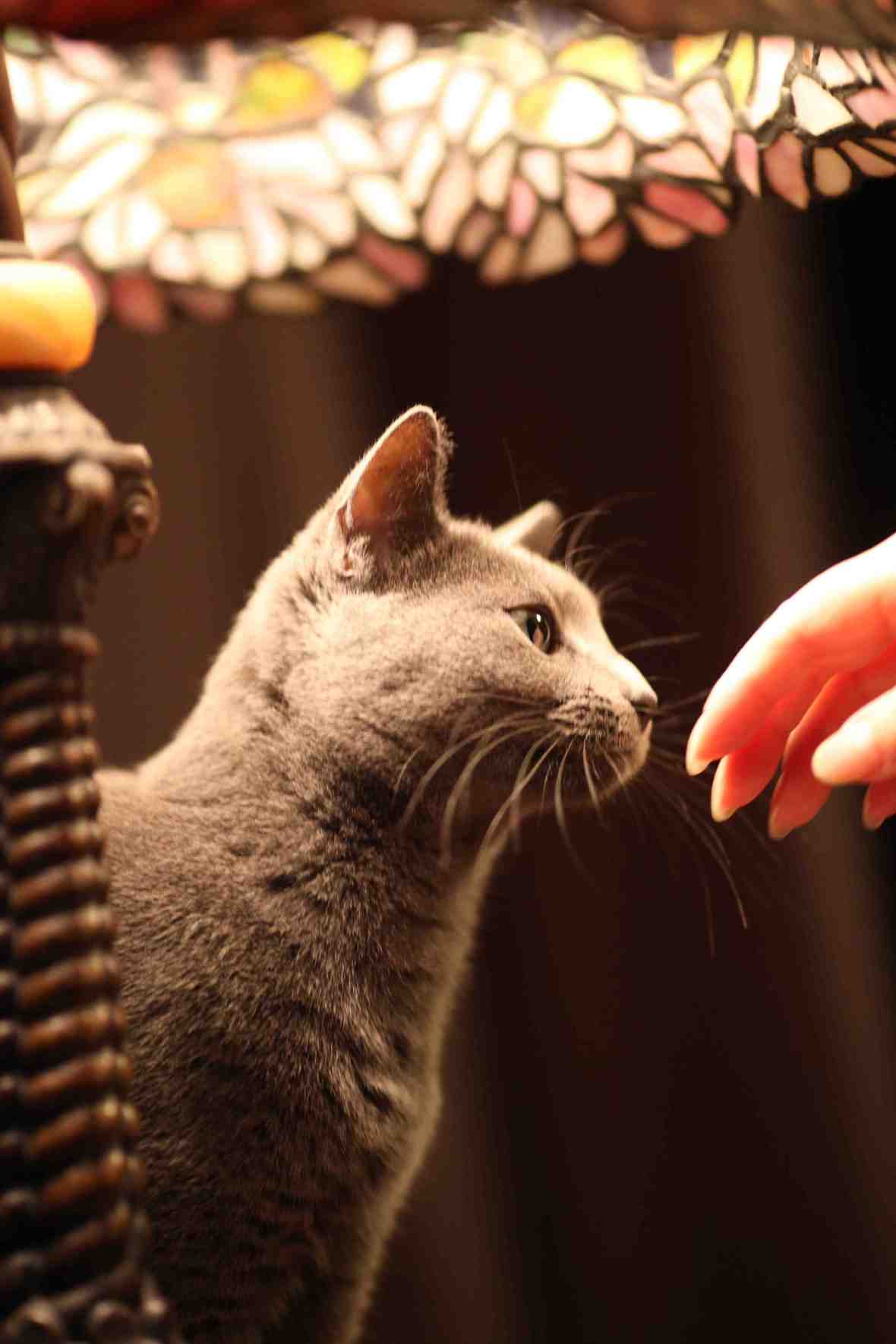 Amazing Grace : Mahalia Jackson 5