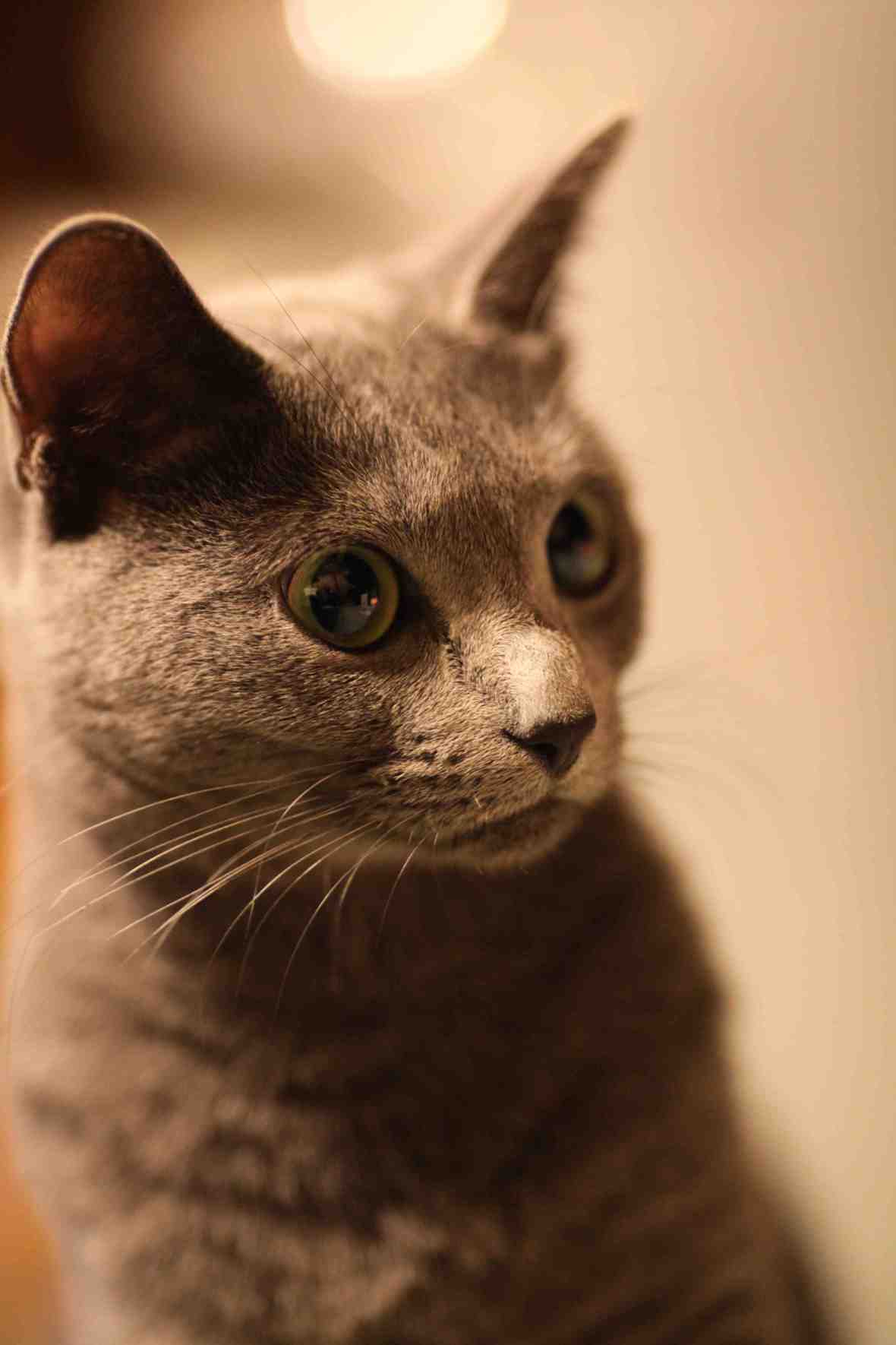 Amazing Grace : Mahalia Jackson S