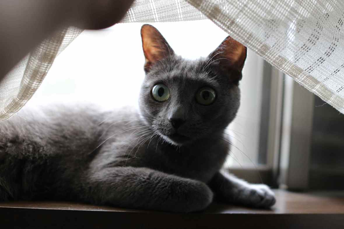 I Heard It Through The Grapevine