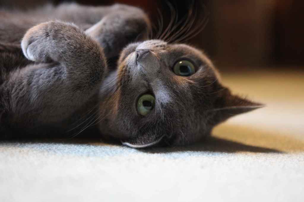 %22Oops!%22…U2’s Bono Apologizes For Forcing %22Songs Of Innocence%22 iTunes Download