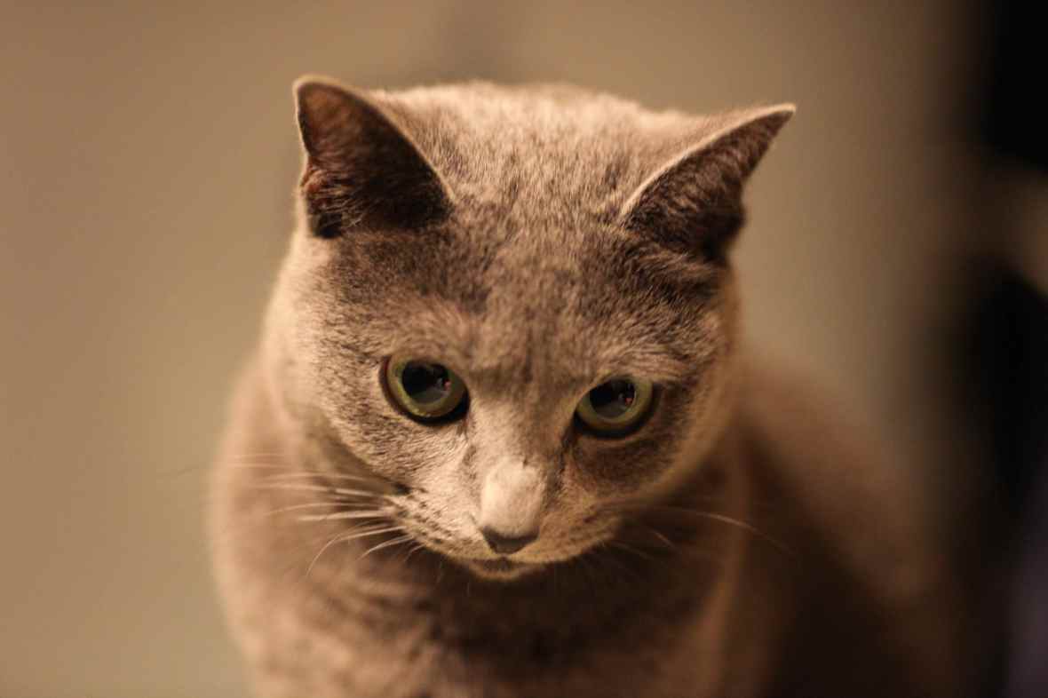 R.I.P. Tim Hauser……Tributes